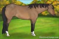 Horse Color:Bay Dun