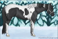 Horse Color:Black Tobiano