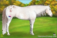 Horse Color:White Spotted Sable Champagne Splash Appaloosa 