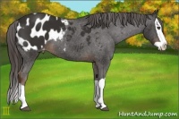 Horse Color:Liver Chestnut Splash Appaloosa 