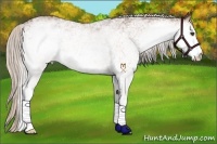 Horse Color:White Spotted Silver Bay 