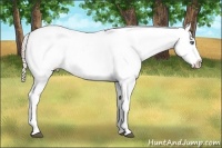 Horse Color:Palomino Sabino Splash Appaloosa 