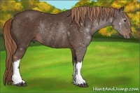 Horse Color:Liver Chestnut Rabicano 