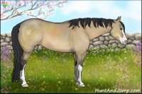 Horse Color:Bay Dun Sabino 
