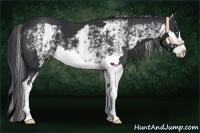 Horse Color:White Spotted Black Splash Frame 