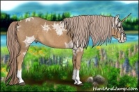 Horse Color:Palomino Ice Sabino Splash Rabicano 