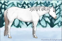 Horse Color:Bay Tobiano Appaloosa 