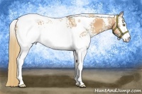 Horse Color:White Spotted Gold Champagne Tobiano Rabicano