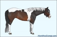 Horse Color:Brown Splash Tobiano Rabicano