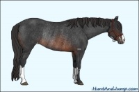 Horse Color:Brown Frame Appaloosa Rabicano