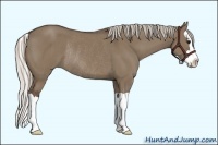 Horse Color:Silver Grullo Splash Rabicano 