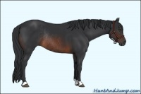 Horse Color:Brown Rabicano 