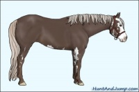 Horse Color:Silver Black Splash Frame