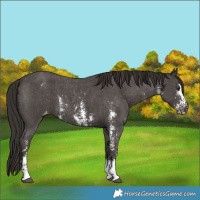 Horse Color:Liver Chestnut Sabino Varnish 
