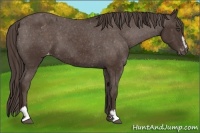 Horse Color:Liver Chestnut Sabino Appaloosa