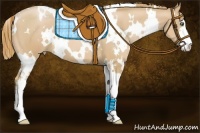 Horse Color:White Spotted Chestnut Pearl Sabino