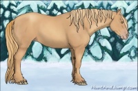 Horse Color:Gold Champagne