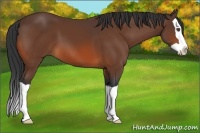 Horse Color:Bay Splash 