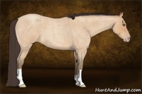 Horse Color:Amber Champagne Roan 