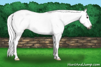 Horse Color:Gray Black Varnish