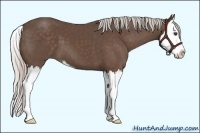 Horse Color:Silver Black Sabino Splash