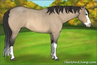 Horse Color:Buckskin Roan Dun Splash
