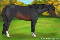 Horse Color:Brown 