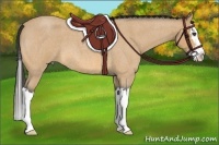 Horse Color:Buckskin Roan Splash 