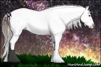 Horse Color:Buckskin Ice Appaloosa 
