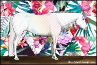 Horse Color:Cremello Splash Appaloosa 