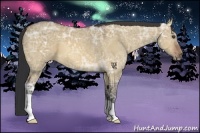 Horse Color:Bay Ice Dun 