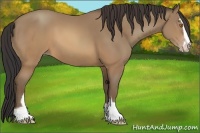 Horse Color:Sable Champagne Sabino