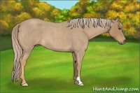 Horse Color:Palomino Roan Frame 
