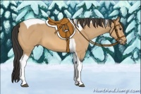 Horse Color:Buckskin Roan Tobiano