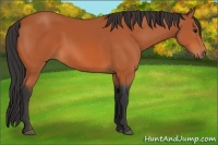 Horse Color:Bay 