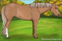 Horse Color:Chestnut Rabicano 