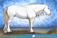 Horse Color:White Spotted Buckskin Tobiano Appaloosa
