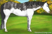 Horse Color:White Spotted Black Splash 
