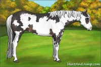 Horse Color:White Spotted Buckskin Splash Frame 