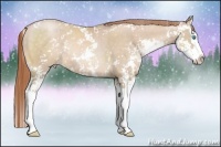 Horse Color:Buckskin Pearl Sabino Splash Rabicano