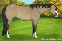 Horse Color:Brown Dun Sabino 