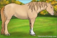 Horse Color:Gold Champagne 
