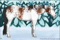 Horse Color:White Spotted Bay 