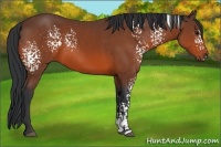 Horse Color:White Spotted Bay 
