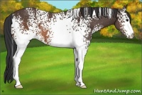Horse Color:White Spotted Brown 