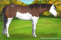 Horse Color:Bay Splash Rabicano 