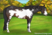 Horse Color:White Spotted Brown Frame Rabicano