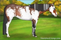Horse Color:White Spotted Bay Roan Splash Frame Rabicano