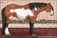 Horse Color:Bay Frame