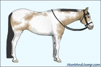 Horse Color:Buckskin Dun Sabino Tobiano Frame